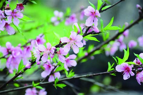 桃花樹結果|桃花(薔薇科桃屬植物的花朵):形態特徵,生長習性,物種分布,常見種。